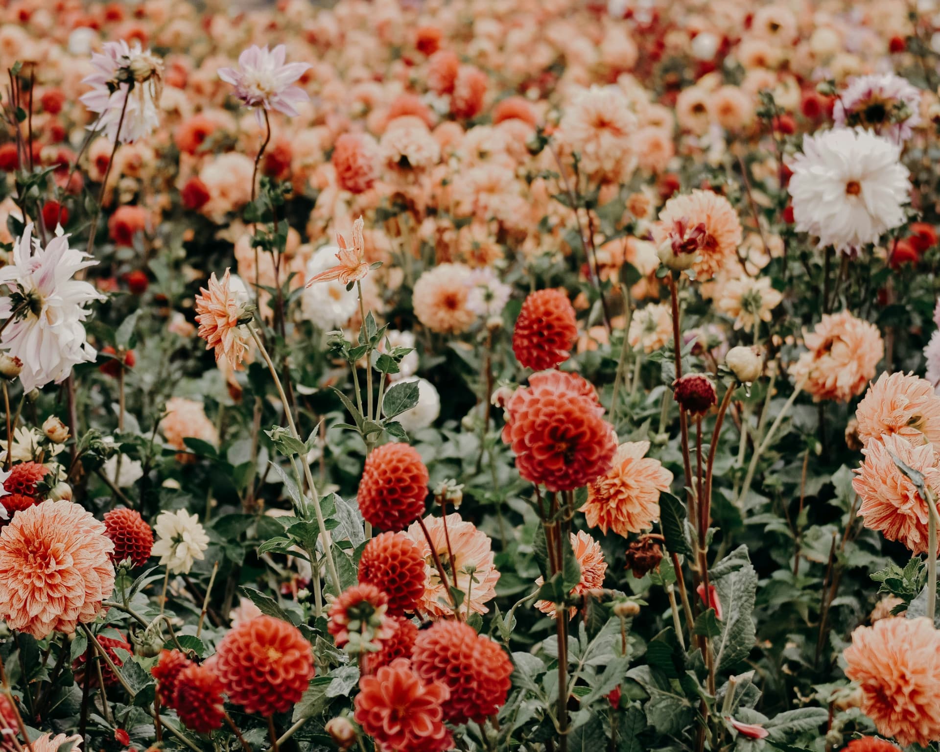 Campo di dalie rosa e corallo, ispirazione per i profumi floreali