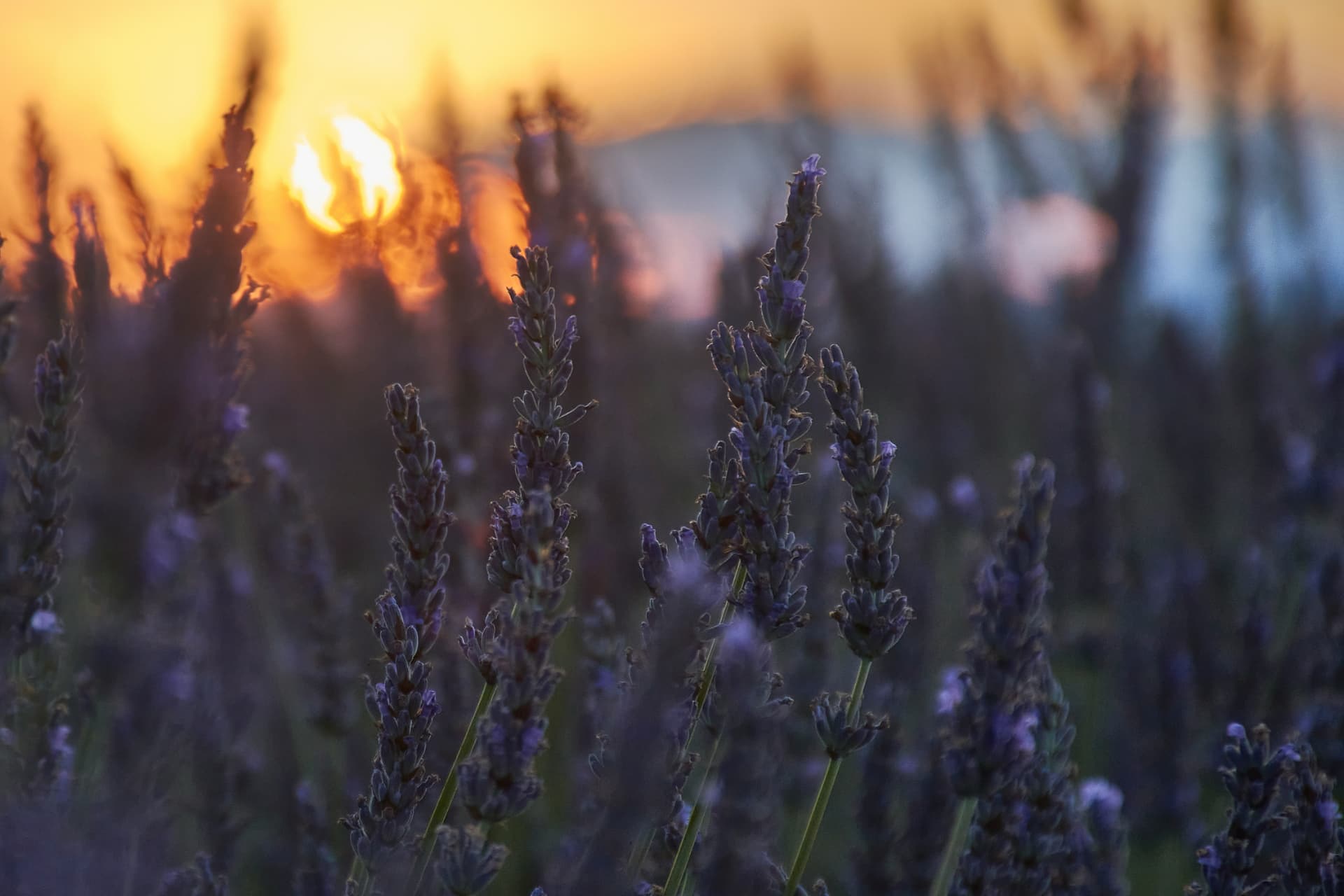 Foglie di patchouli essiccate e flacone di profumo