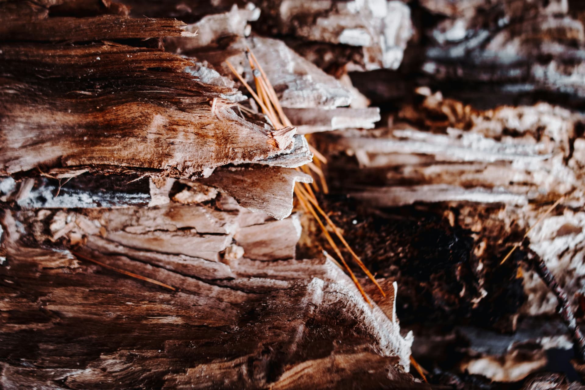 Profumi legnosi: corteccia di legno, simbolo delle note di sandalo, vetiver e cedro