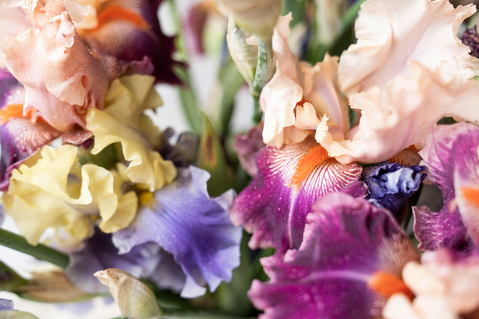 Migliori profumi all'iris: le fragranze cipriate più raffinate