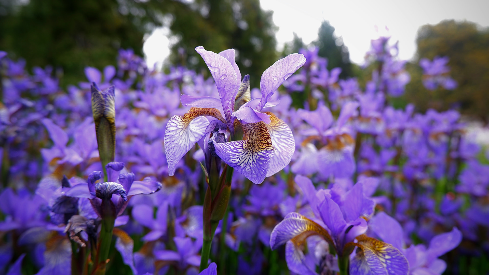 Profumi all'iris e la tradizione di Santa Maria Novella