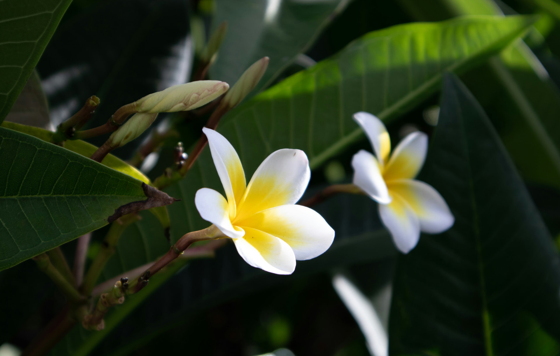 Fiori bianchi e gialli di frangipane tra foglie verdi, richiamo alle note floreali dei profumi