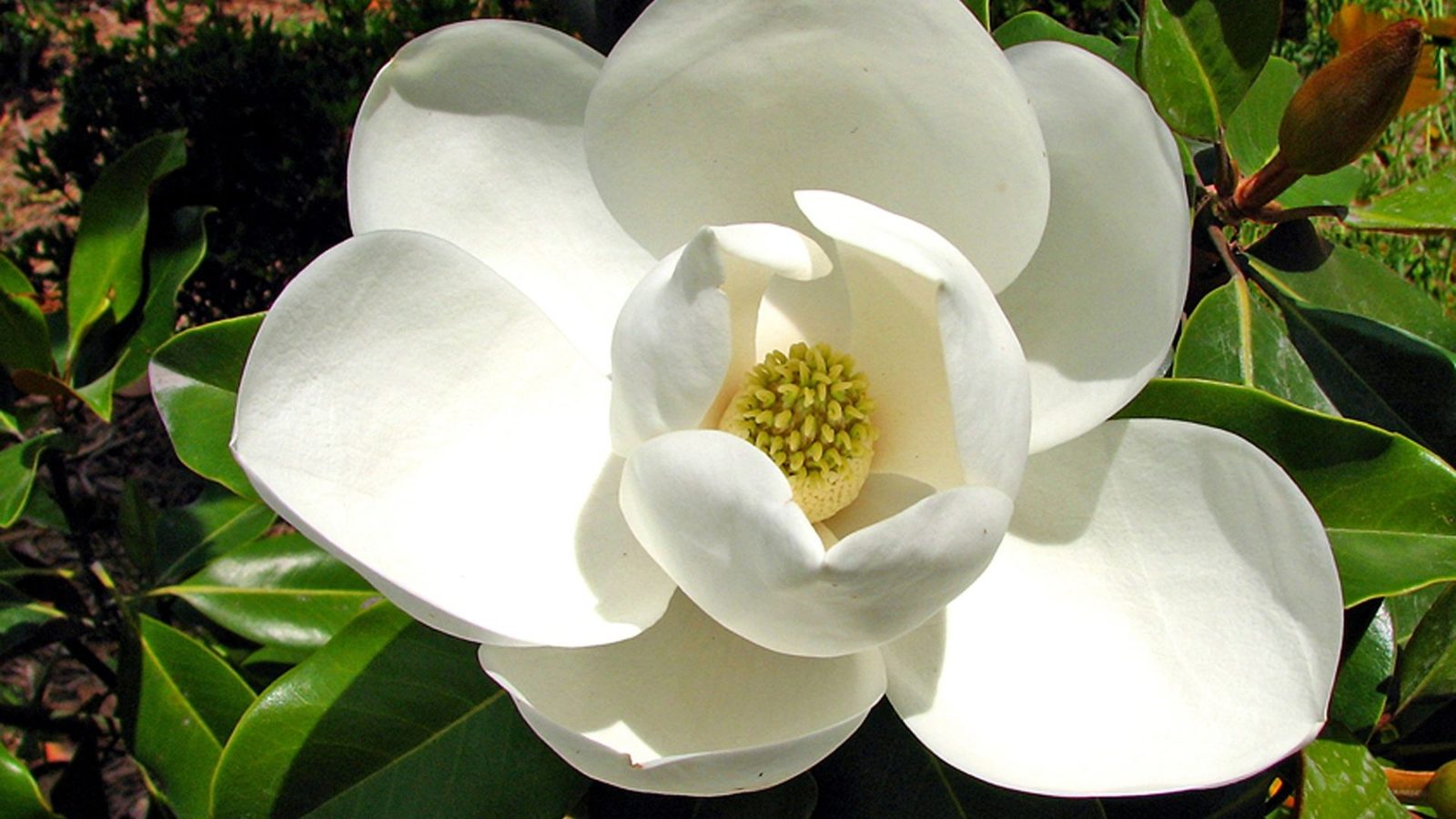 I migliori profumi alla magnolia: guida e fragranze da provare