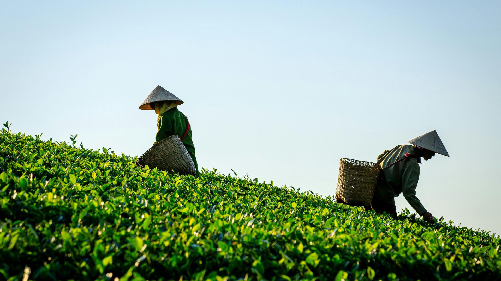 Profumi al tè: dal tè nero al matcha