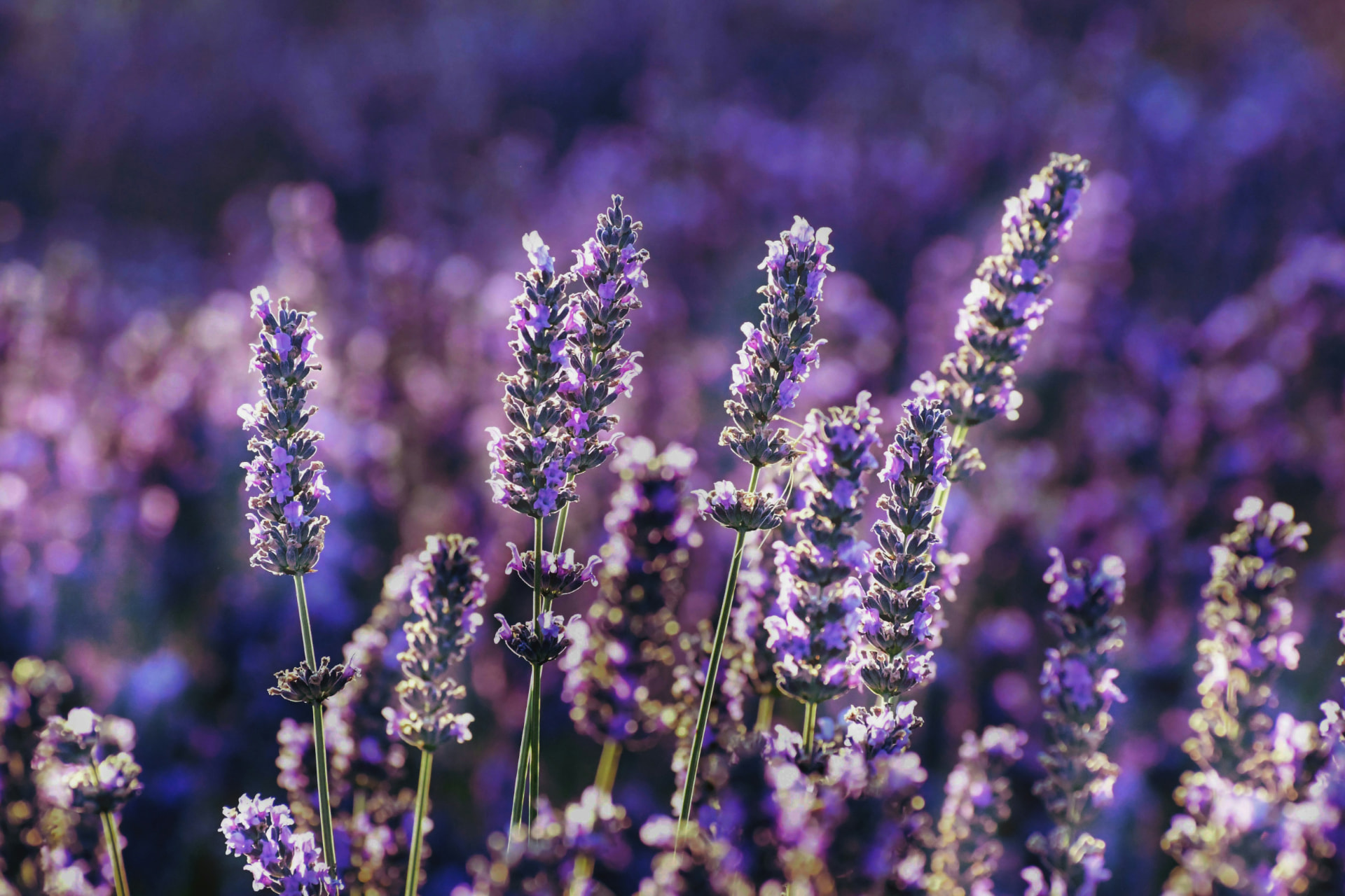 Migliori profumi alla lavanda: le fragranze aromatiche più eleganti