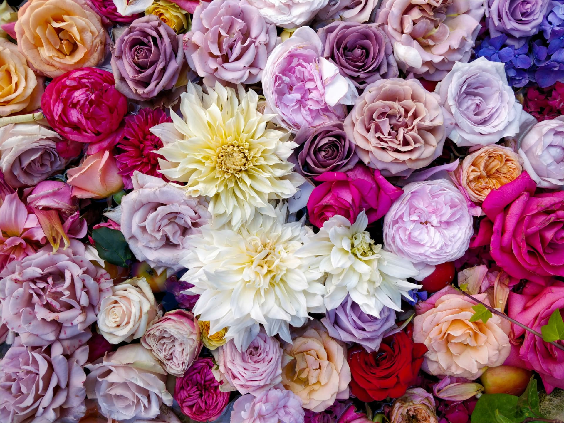 Profumi floreali: rose, dalie e peonie, simbolo delle fragranze floreali da donna
