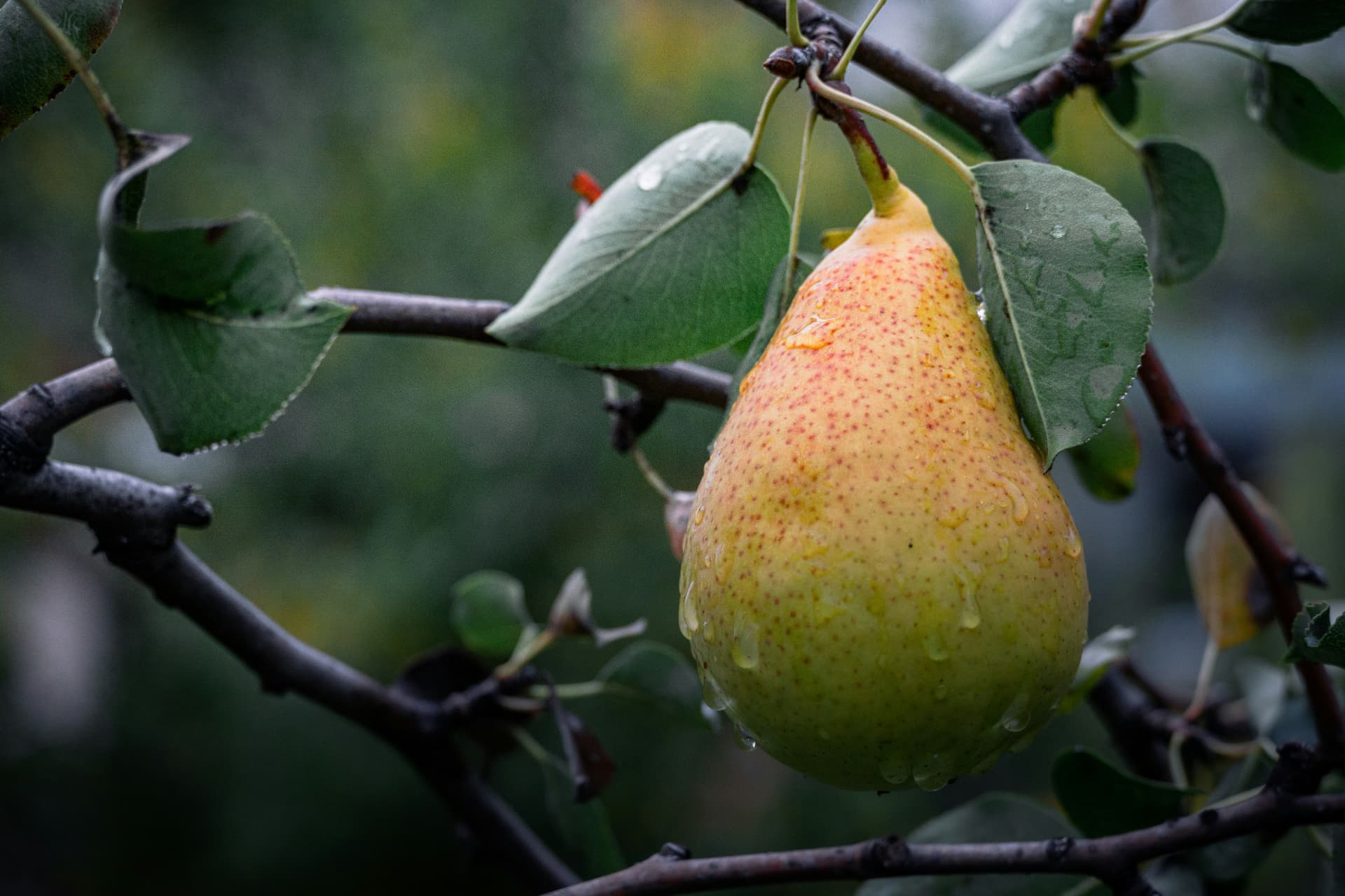 Migliori profumi alla pera: le fragranze fruttate più fresche