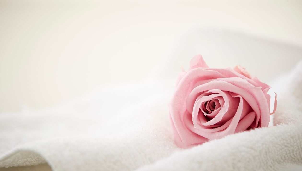 La candida rosa di Absolutely Rose Collection