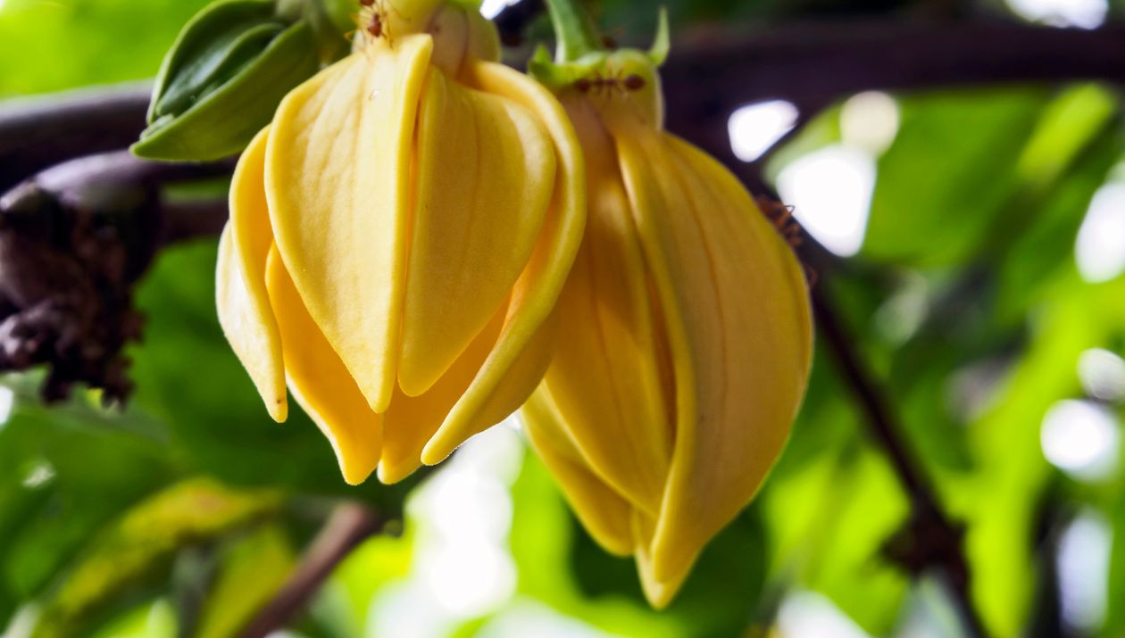 Profumi a base di ylang ylang