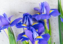 Profumi a base di iris | Profumo all'iris di Officina Profumo-Farmaceutica di Santa Maria Novella